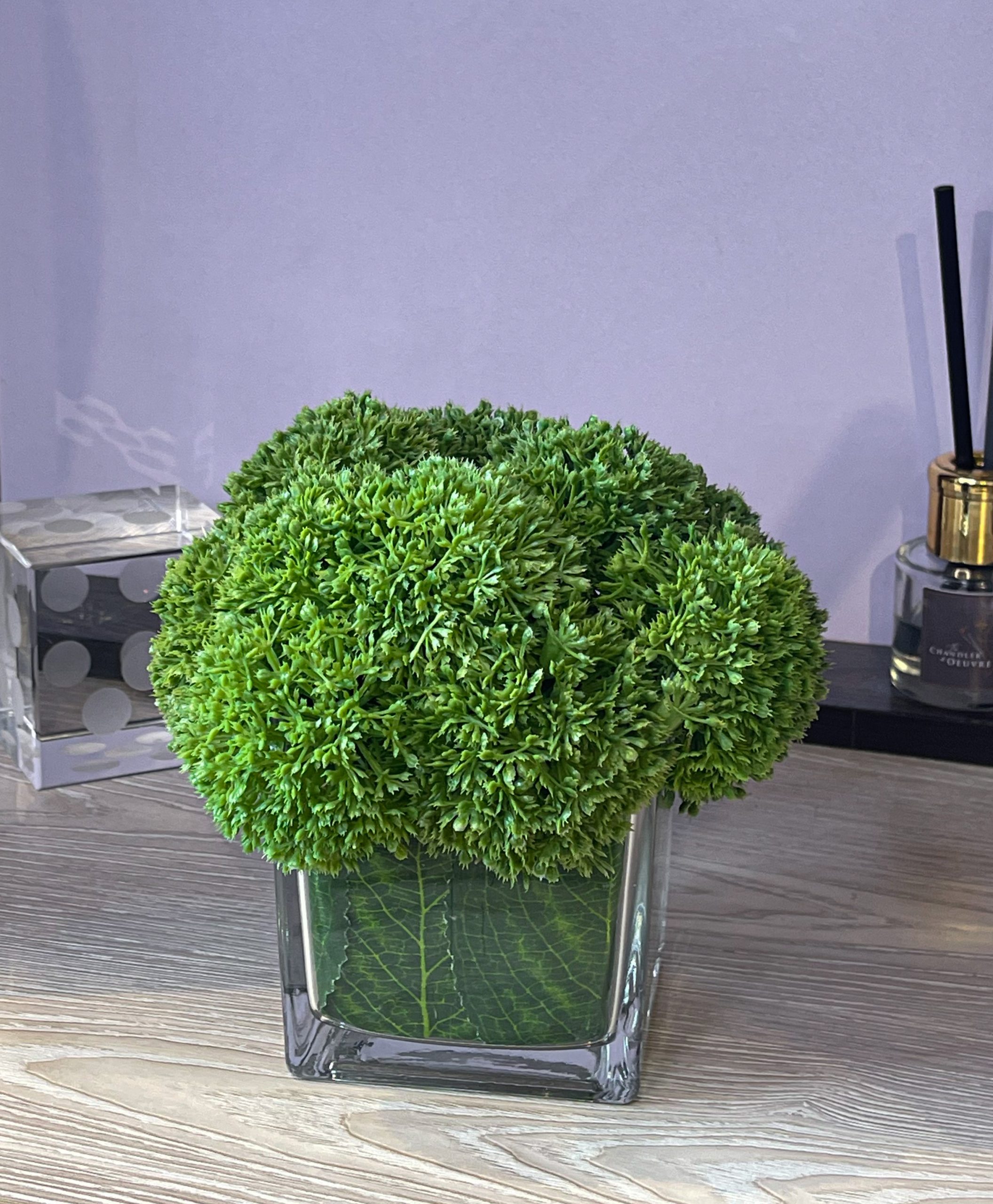 Potted Plant